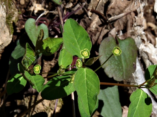 {Euphorbia mercurialina}